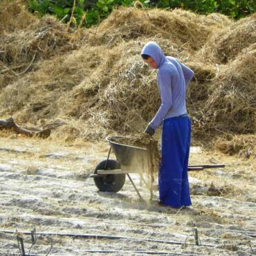 Importância da Agricultura Orgânica